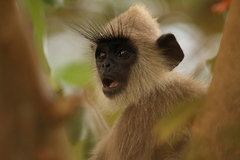 Semnopithecus priam