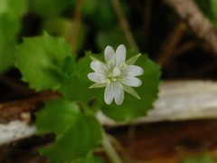 Epilobium pedunculare