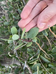 Stegnosperma halimifolium