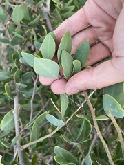 Stegnosperma halimifolium