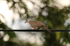 Streptopelia chinensis