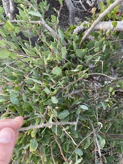 Stegnosperma halimifolium