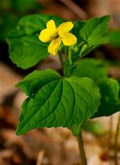 Viola pubescens