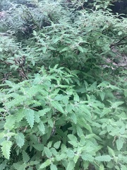 Urtica ferox