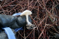 Clitocybe fragrans