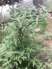 Urtica ferox