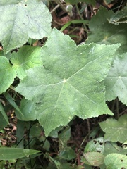 Hydrocotyle quinqueloba