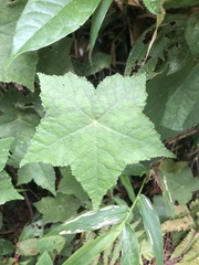 Hydrocotyle quinqueloba