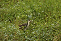 Amaurornis phoenicurus