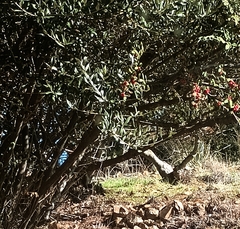Pyracantha angustifolia