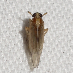 Muellerianella laminalis