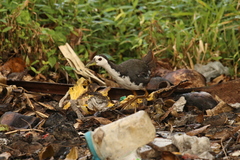 Amaurornis phoenicurus