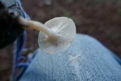 Clitocybe fragrans