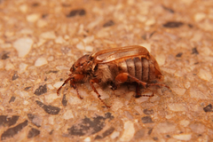 Amphimallon