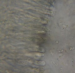 Leucopaxillus