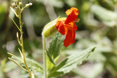 Erythranthe cinnabarina