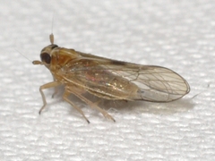 Muellerianella laminalis