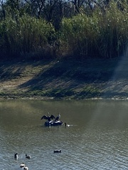 Aechmophorus occidentalis