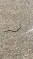 Phyllodocidae
