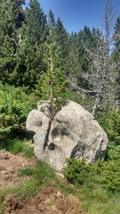 Pinus uncinata