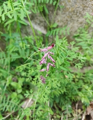 Fumaria officinalis