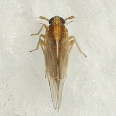 Muellerianella
