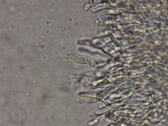 Leucopaxillus