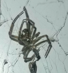 Parasteatoda tepidariorum