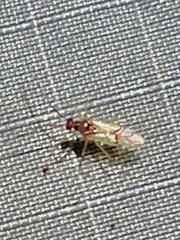 Hyaliodes