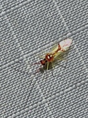 Hyaliodes