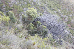 Eucalyptus conferruminata