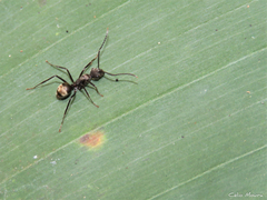 Dendromyrmex