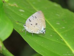 Panthiades hebraeus