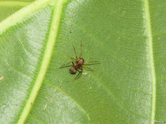 Myrmecotypus olympus