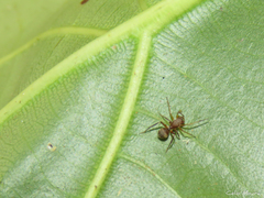 Myrmecotypus olympus