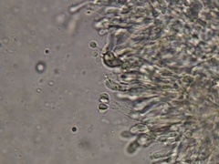 Leucopaxillus