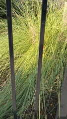 Muhlenbergia rigens