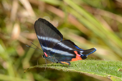Rhetus dysonii