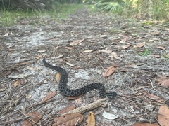 Sistrurus miliarius barbouri