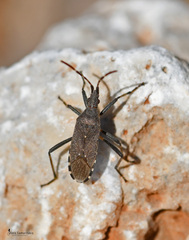 Dicranocephalus agilis