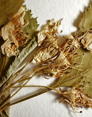 Crataegus brainerdii