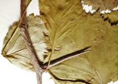 Crataegus brainerdii