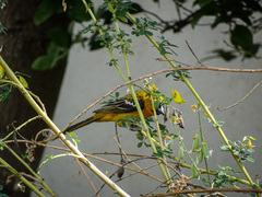 Icterus auratus