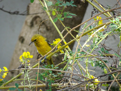 Icterus auratus