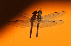 Bradinopyga strachani