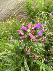 Echium rosulatum