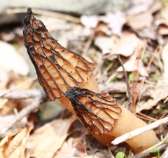 Morchella angusticeps