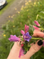 Echium rosulatum