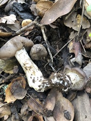 Entoloma ferruginans