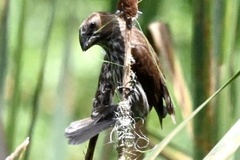 Amblyospiza albifrons